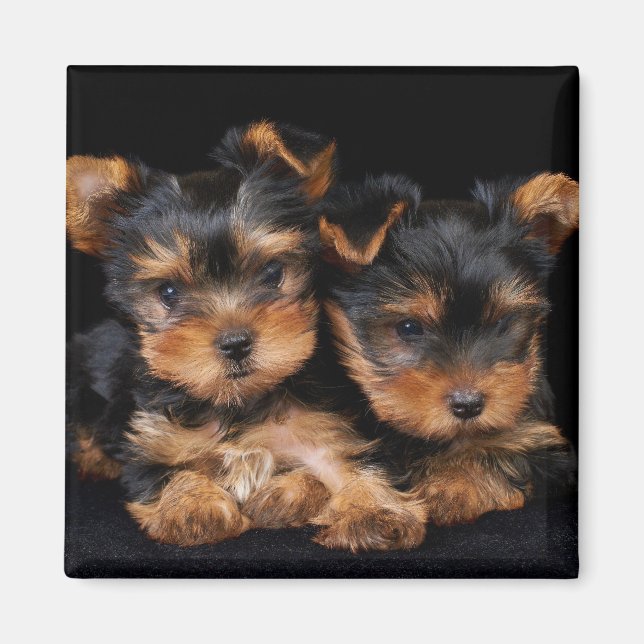 Zwei Yorkies auf schwarz Magnet (Vorne)