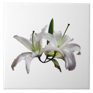 Zwei zarte weiße Lilien Fliese
