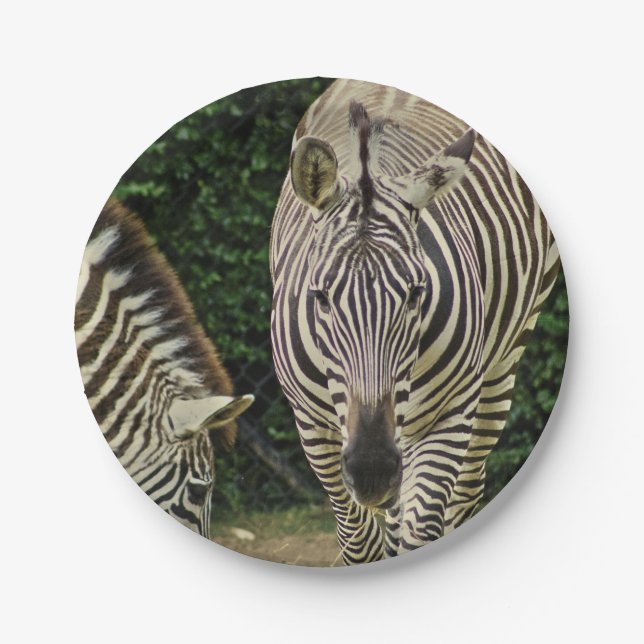Zwei Zebras Pappteller (Vorderseite)