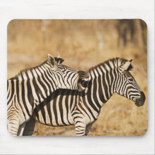 Zwei Zebras stehend im Gras Mousepad