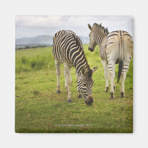 Zwei Zebras, Südafrika Magnet