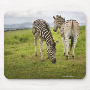 Zwei Zebras, Südafrika Mousepad
