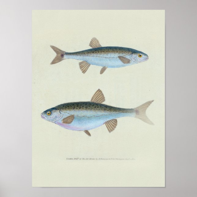 Zwei Zoologische Zeichnend Fische Poster (Vorne)