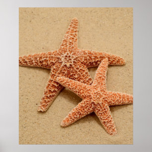 Zwei ZuckerStarfish Poster