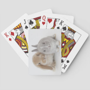 Zwei Zwergkaninchen und Holland Lop Kaninchen Spielkarten