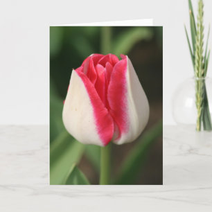 Zweifarbige rosa und weiße Tulpe Karte