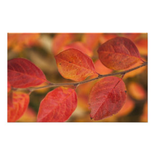 Zweig bedeckt mit Herbstlaub Fotodruck