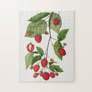 Zweig der Brombeerfrucht-Aquarellmalerei