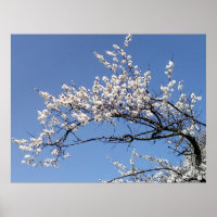 Zweig der Kirschblüte