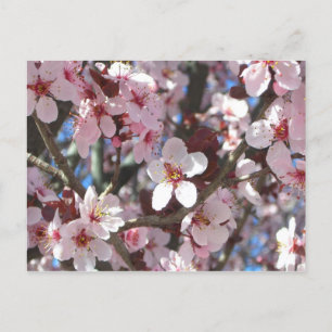 Zweig der rosa Blüten Frühlingsblumen Postkarte