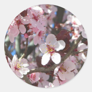 Zweig der rosa Blüten Frühlingsflora Runder Aufkleber