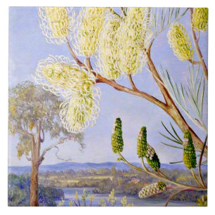 Zweig einer Grevillea und Ansicht auf den Swan Riv Fliese