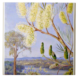 Zweig einer Grevillea und Ansicht auf den Swan Riv Fliese