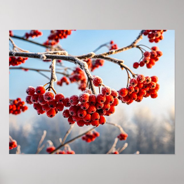 Zweig mit lebendigen roten Beeren Poster (Vorne)