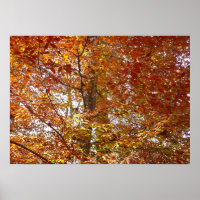 Zweige der Orangen Blätter Herbstnatur