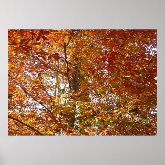 Zweige der Orangen Blätter Herbstnatur Poster (Vorne)