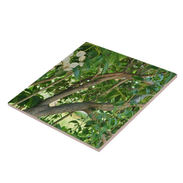 Zweige des Weißgebirges Laurel Fliese (Seite)