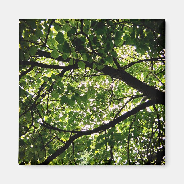 Zweige Magnet (Vorne)