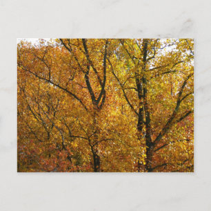 Zweige mit gelben Blättern in strahlendem Herbstla Postkarte