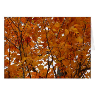 Zweige von Ahornblättern I Orange Herbst