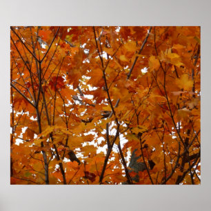 Zweige von Ahornblättern I Orange Herbst Poster
