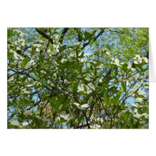 Zweige von Dogwood-Blüten Frühlingsbäume