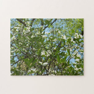 Zweige von Dogwood-Blüten Frühlingsbäume