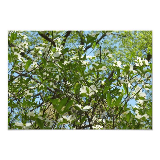 Zweige von Dogwood-Blüten Frühlingsbäume Fotodruck (Vorne)