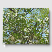 Zweige von Dogwood-Blüten Frühlingsbäume