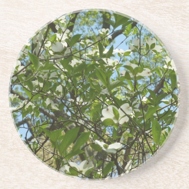 Zweige von Dogwood-Blüten Frühlingsbäume Getränkeuntersetzer (Vorne)