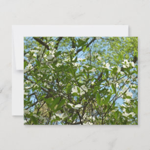 Zweige von Dogwood-Blüten Frühlingsbäume Karte