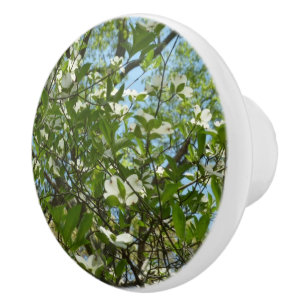 Zweige von Dogwood-Blüten Frühlingsbäume Keramikknauf