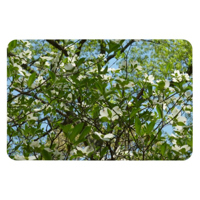 Zweige von Dogwood-Blüten Frühlingsbäume Magnet (Horizontal)