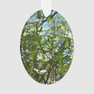 Zweige von Dogwood-Blüten Frühlingsbäume Ornament