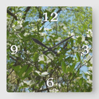 Zweige von Dogwood-Blüten Frühlingsbäume