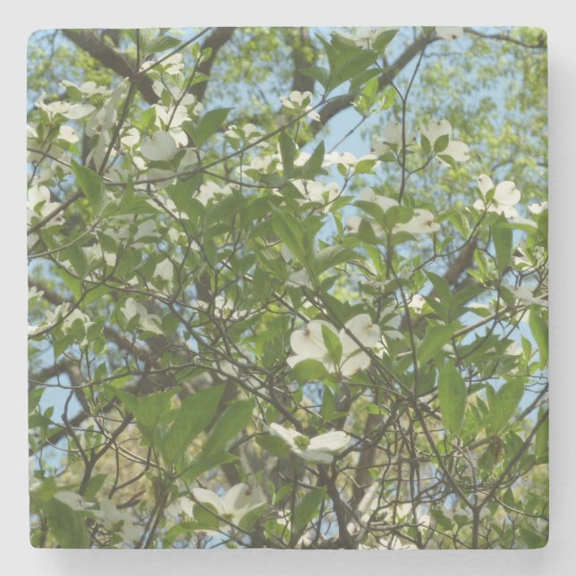 Zweige von Dogwood-Blüten Frühlingsbäume Steinuntersetzer (Vorderseite)