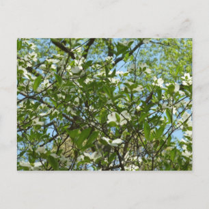 Zweige von Hartriegelblüten Frühling Bäume Postkarte