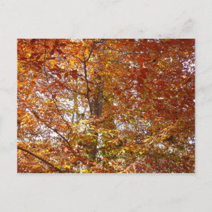 Zweige von orangen Blättern Herbst Natur Postkarte