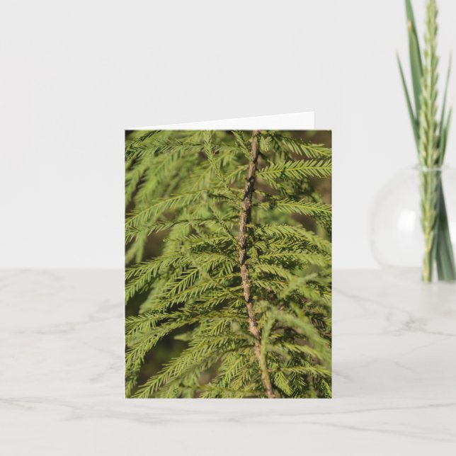 Zweigstelle Bald Cypress Karte (Vorderseite)