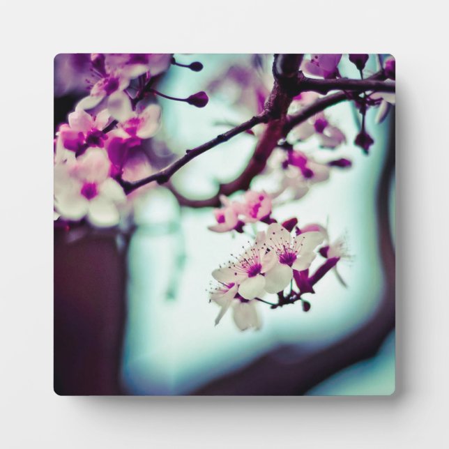 Zweigstelle Cherry Blossom Fotoplatte (Vorderseite)