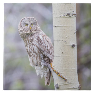 Zweigstelle Great Gray Aspen Tree Fliese