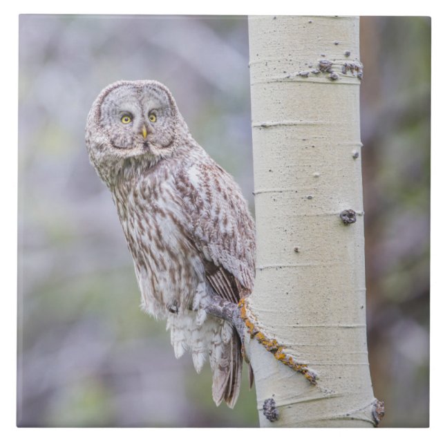 Zweigstelle Great Gray Aspen Tree Fliese (Vorderseite)