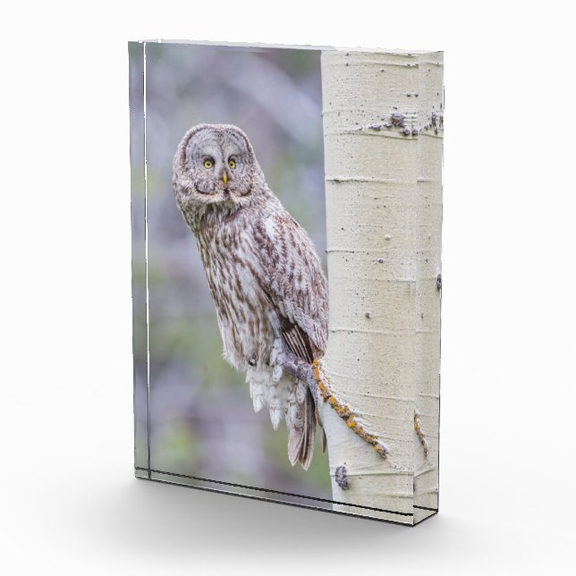 Zweigstelle Great Gray Aspen Tree Fotoblock (Rechts)