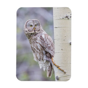 Zweigstelle Great Gray Aspen Tree Magnet