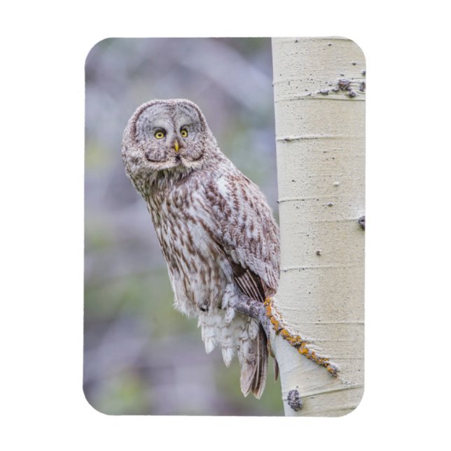 Zweigstelle Great Gray Aspen Tree Magnet (Vertikal)