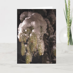 Zweigstelle Kiefernbaum, bedeckt in einem schneewe Karte