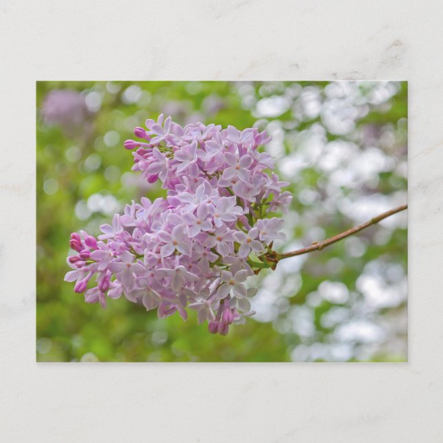 Zweigstelle Lilac mit Bokeh Postcard Postkarte (Vorderseite)