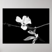 Zweigstelle Magnolia