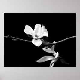 Zweigstelle Magnolia Poster