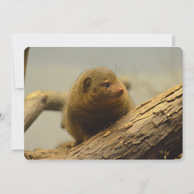 Zweigstelle Mongoose Einladung (Vorderseite)